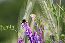 Close-up Of Bee On Purple Flower
