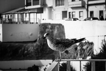 Seagull Perching On Railing At Balcony