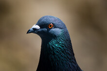 Close-up Of Pigeon