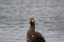 Close-up Of A Greylag Goose