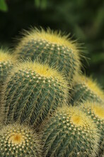 Close-up Of Cactus Plant