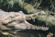 A Matured Male Gharial, A Fish-eating Crocodile Is Resting In Shallow Water.