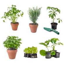 Composition On White Background With Group Of Aromatic Plant And Vegetable Seedlings -