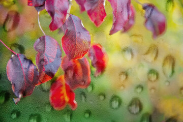 Wall Mural - Autumn red leaves with water droplets texture superimposed. Sunlight. Image effect through wet glass. The image is blurred naturally.