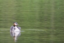 Great Crested Grebe With Chick In Its Feathers