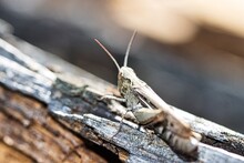 Close-up Of Insect Grasshopper On Wood