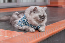 Close-up Of Persian Cat Lying On Tiled Floor