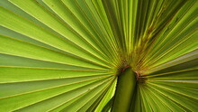 Full Frame Shot Of Palm Tree Leaves