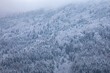 Bavarian Forest winter