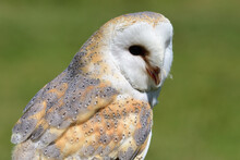 Close Up Portrait Of A Barn Owl