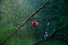 Close-up Of Wet Red Apple Growing On Tree