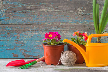 Wall Mural - Spring gardening concept. Blooming primrose in flowerpots, gardening tools, yellow watering can and rope on old blue paint wooden background. Space for text