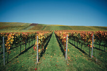 Scenic View Of Vineyard Against Clear Sky
