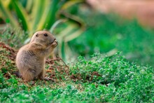 Close-up Of Prairie Dog  On Field