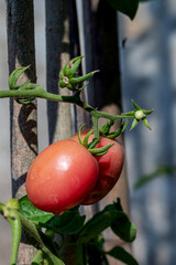 Wall Mural - Selective focus  fresh ripe red tomatoes in a garden. 