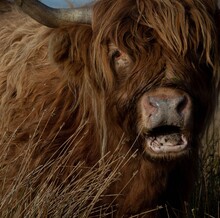 Close-up Portrait Of A Highland Cow