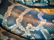 Python Skin Close Up