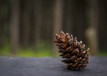 Close-up Of Pine Cone On Table