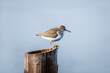 Common sandpiper (Actitis hypoleucos) Standing on a wooden
