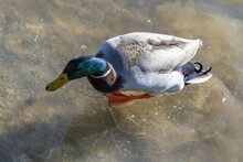 Closeup Shot Of A Mallard Duck Swimming In A Lake