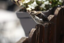 Close-up Of Bird Perching On Wood