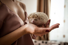 Midsection Of Person Holding A Baby Hedgehog