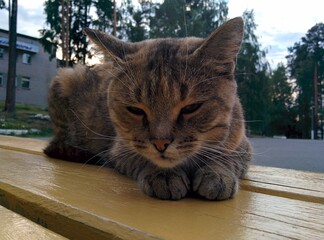 portrait of a cat