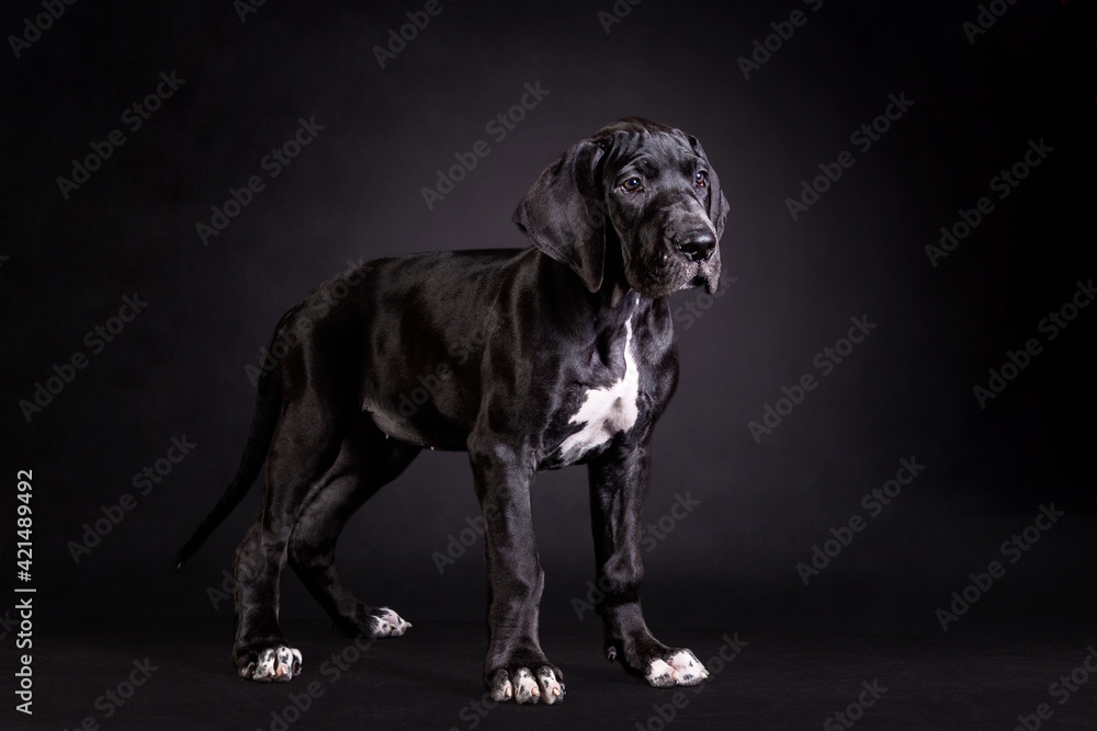 Portrait of a great dane puppy on black background - obrazy, fototapety, plakaty 