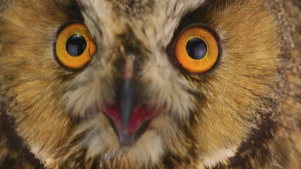 Canvas Print - portrait european owl close-up. owl blinks and opens mouth. studio.