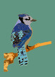 Illustration of the blue jay perched on a branch on green background