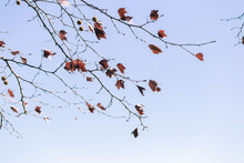 Low Angle View Of Autumn Leaves Against Clear Blue Sky