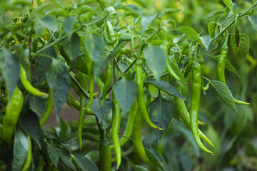 Green chili agriculture field in India