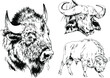 powerful huge Buffalo with horns drawn in ink freehand sketch 
