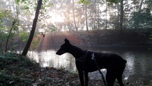 Dog Standing In A Forest