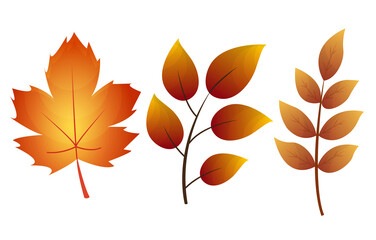 Wall Mural - Fall leaf collection. Set of autumn leaves, isolated on white background. Simple cartoon flat style,  illustration. Multicolor autumn leaves flat  icons