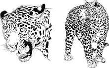 Vector Drawings Sketches Different Predator , Tigers Lions Cheetahs And Leopards Are Drawn In Ink By Hand , Objects With No Background