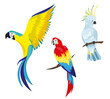 A set of tropical parrots. Parrots of various bright colors, in flight and sitting on a branch. Summer design element.