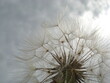 © Beate - Grau, Trauer, Tot, Pusteblume, Himmel