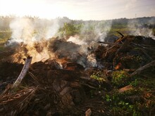 Palm Oil Slashed Tree Burning In Smoke