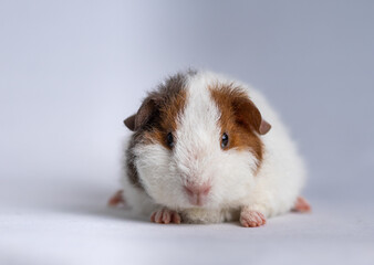 Wall Mural - Cute US Teddy guinea pig on a light purple background