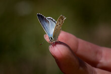 Close-up Of Butterfly On Hand