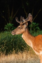 Deer Profile Portrait