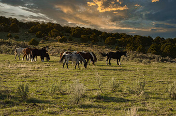 Wall Mural - Shot of many multicolored horses in the field in the evening during sunset.