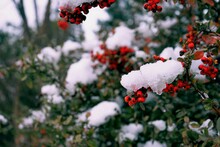 Close-up Of Frozen Red Berries On Bush