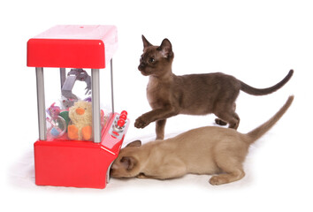 Sticker - Burmese kittens winning a toy