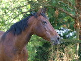 Fototapeta Konie - Older Horse Headshot