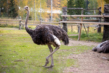 An Ostrich In A Summer Enclosure For A Walk. Ostrich Farm. Ostrich At The Zoo. Close-up.