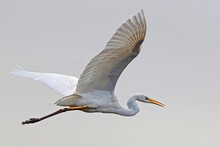 Low Angle View Of White Heron Flying