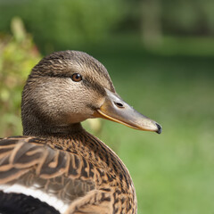 Wall Mural - Close up of a mallard female wild duck