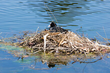 Female Eurasian Coot Or Common Coot Nesting In The Middle Of A Pond